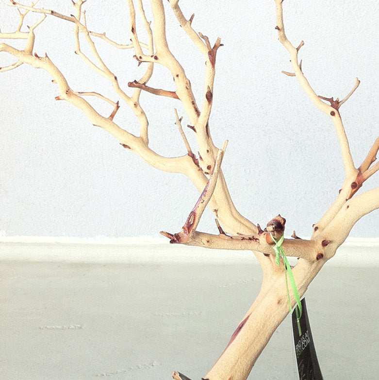 Update 30" All Natural Tree Jewelry holder / Jewelry Organizer